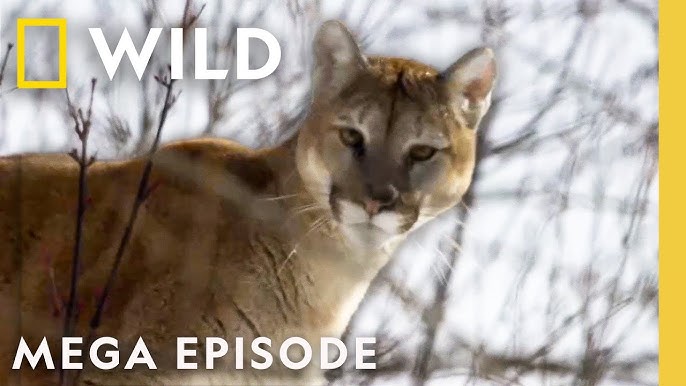 Wildlife Documentaries